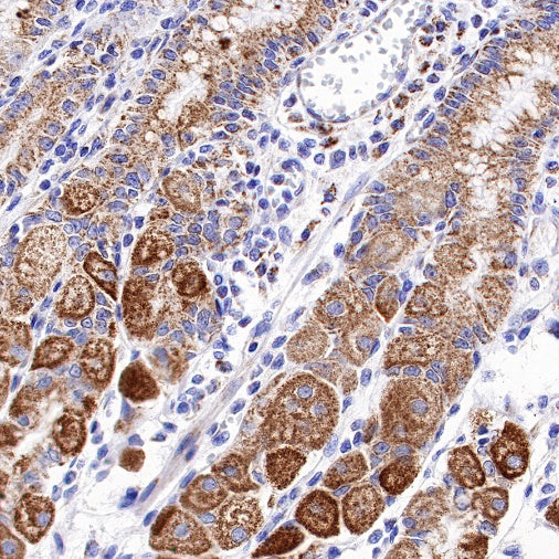 Ndufs4 Recombinant Rabbit mAb (S-1459-14)