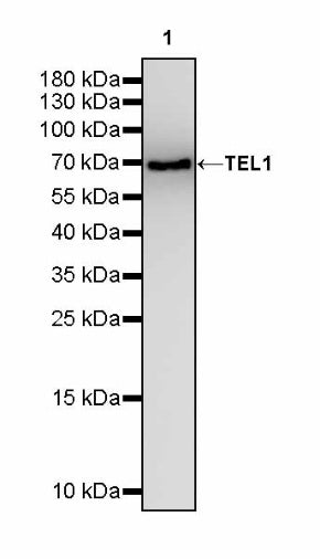 TEL1 Recombinant Rabbit mAb (S-3067-60)