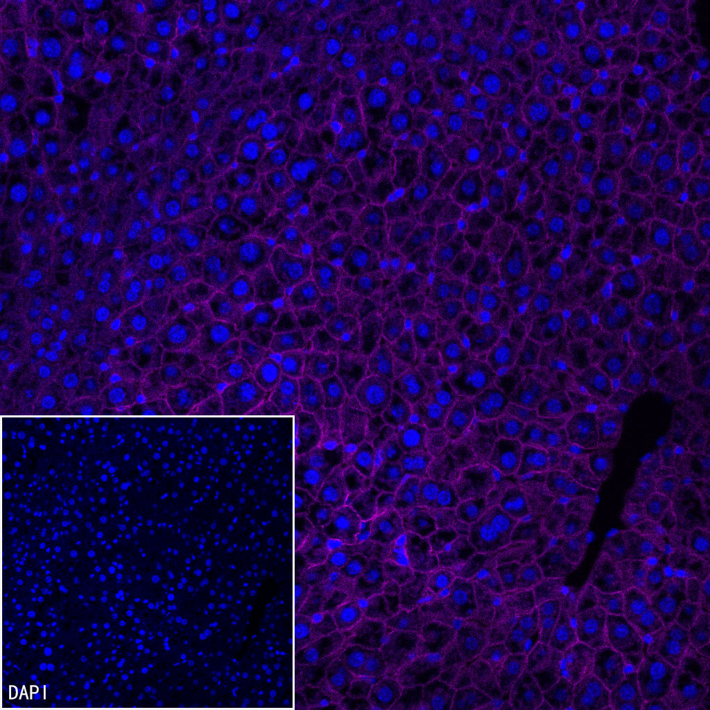 N-Cadherin Recombinant Rabbit mAb (Cy5 Conjugate) (SDT-329-12)
