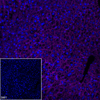 N-Cadherin Recombinant Rabbit mAb (Cy5 Conjugate) (SDT-329-12)