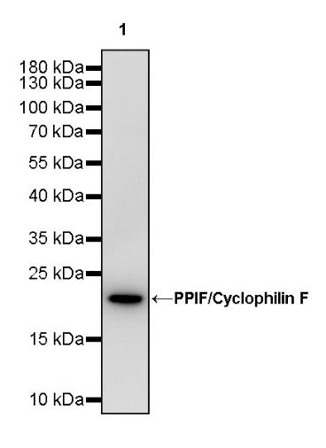 PPIF/Cyclophilin F Recombinant Rabbit mAb (S-2043-61)