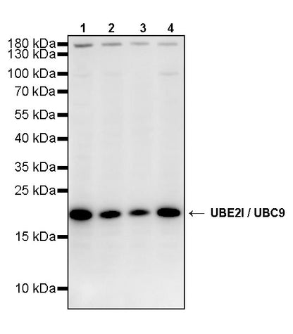 UBE2I / UBC9 Rabbit Polyclonal Antibody