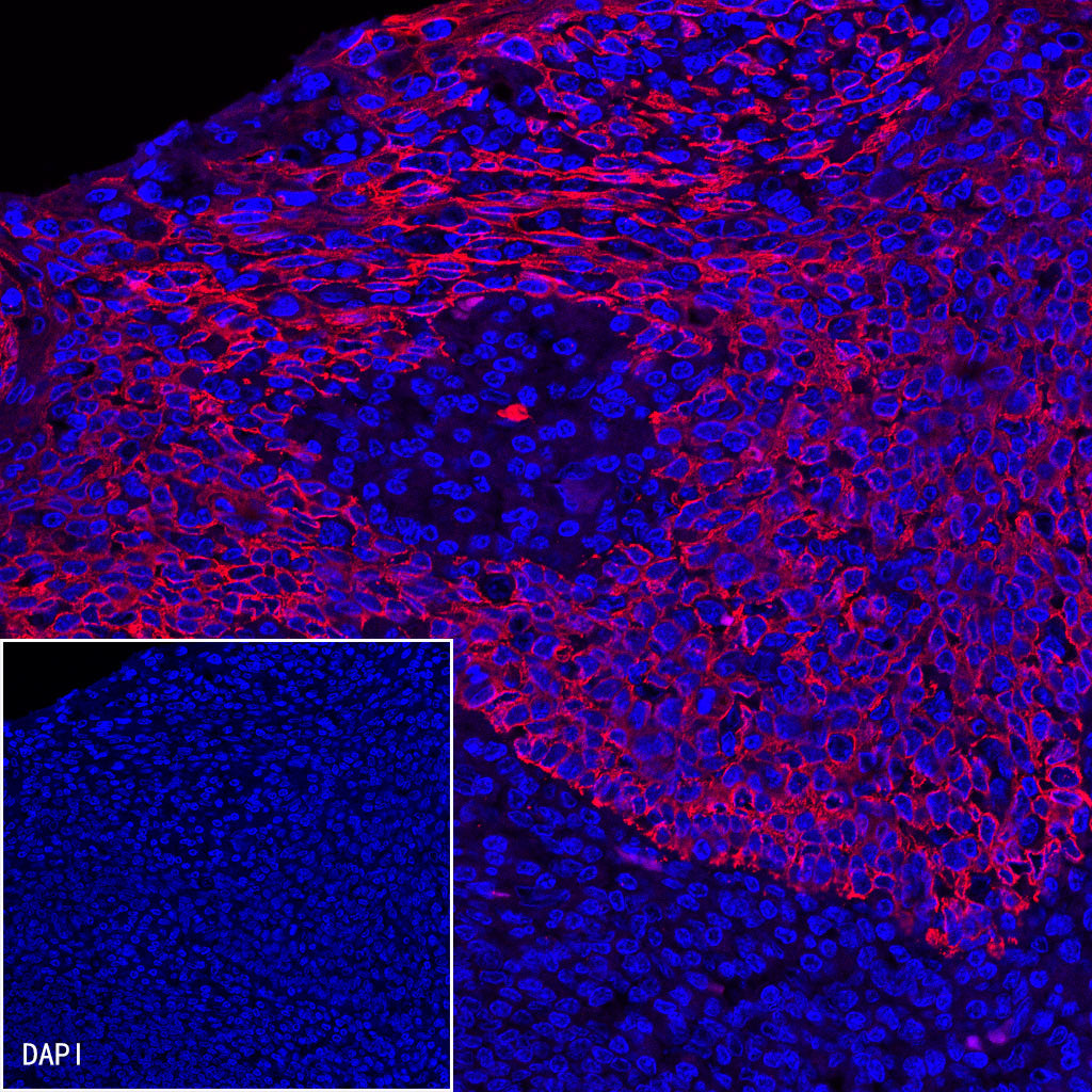 Goat anti-Rabbit IgG(H+L) (Alexa Fluor® 594 Conjugate)