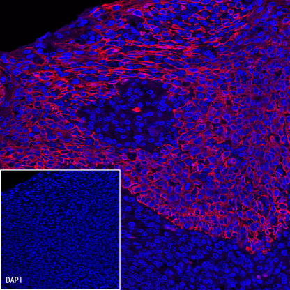 Goat anti-Rabbit IgG(H+L) (Alexa Fluor® 594 Conjugate)