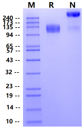 Biotinylated MERTK/Mer Fc&Avi Tag Protein, Human