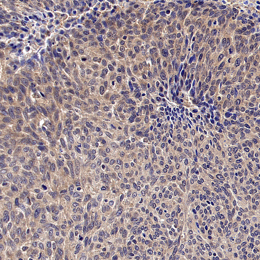WSB1 Recombinant Rabbit mAb (S-3505-23)