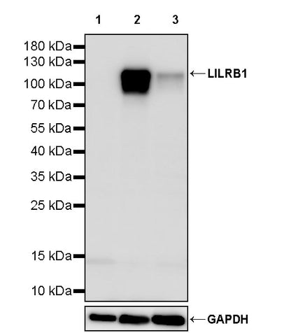 LILRB1 Recombinant Rabbit mAb (S-5001)