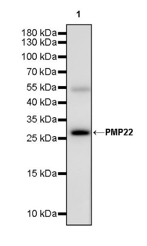 PMP22 Recombinant Rabbit mAb (S-754-145)