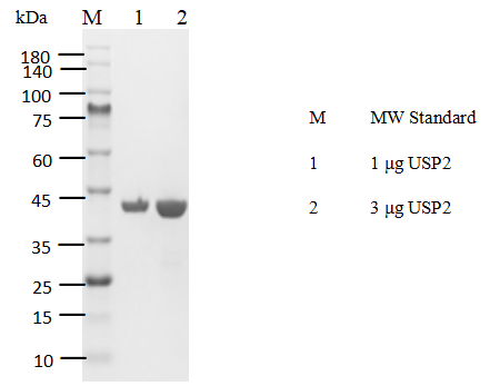 USP2 His Tag Protein,Human