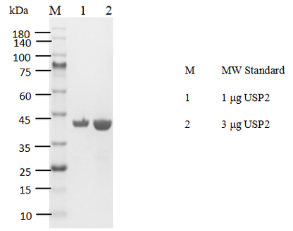 USP2 His Tag Protein,Human
