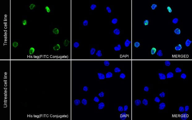 His tag (C-terminal) Recombinant Rabbit mAb (FITC Conjugate) (S-1398-10)