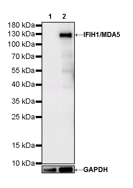 IFIH1/MDA5 Mouse mAb