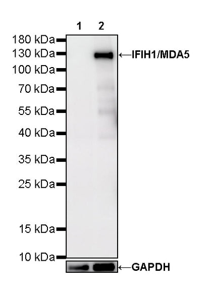 IFIH1/MDA5 Mouse mAb