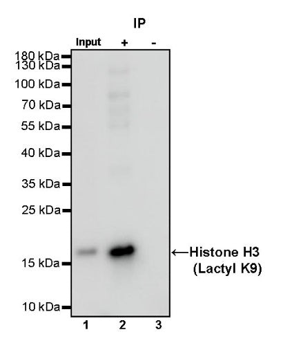 Histone H3 (Lactyl K9) Recombinant Rabbit mAb (S-R397)
