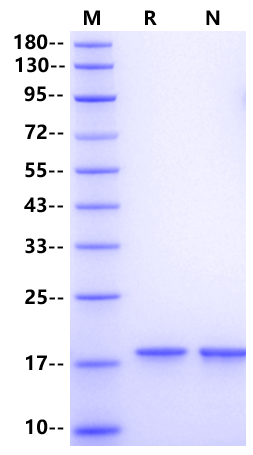 IL-28B/IFN-λ3 Protein, Human