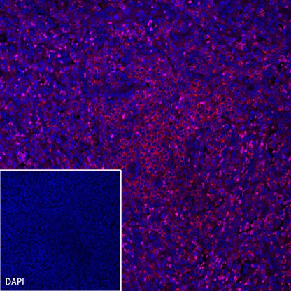 CD45 Recombinant Rabbit mAb (Alexa Fluor® 594 Conjugate) (S-R035)