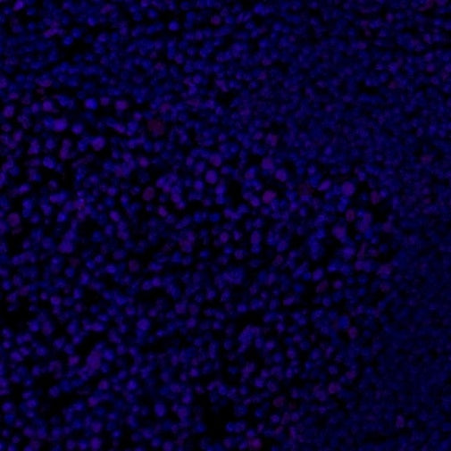 p27 Recombinant Rabbit mAb (Alexa Fluor® 700 Conjugate) (SDT-R350)