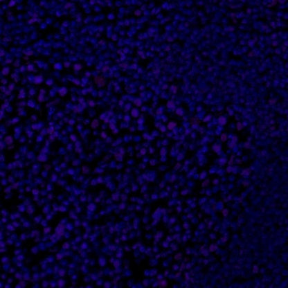 p27 Recombinant Rabbit mAb (Alexa Fluor® 700 Conjugate) (SDT-R350)