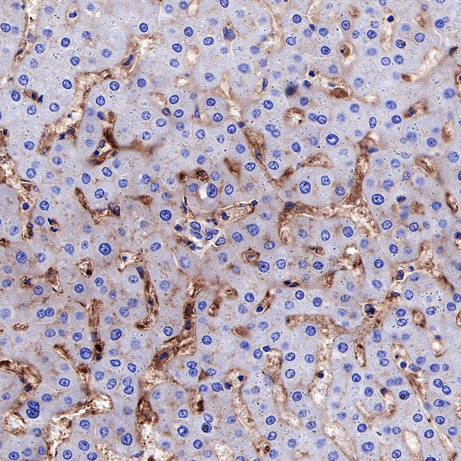 CD73 Recombinant Rabbit mAb (SDT-218-52)