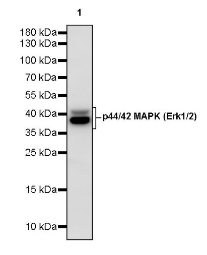 p44/42 MAPK (Erk1/2) Rabbit Polyclonal Antibody