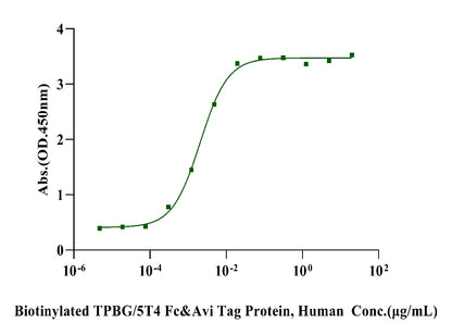 Biotinylated TPBG/5T4 Fc&Avi Tag Protein, Human