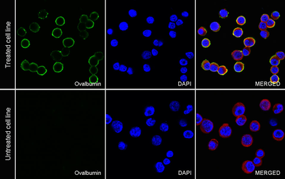 Ovalbumin Recombinant Rabbit mAb (S-4902)