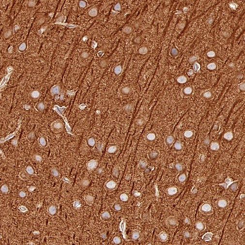 α-tubulin Mouse mAb (S-364-23)