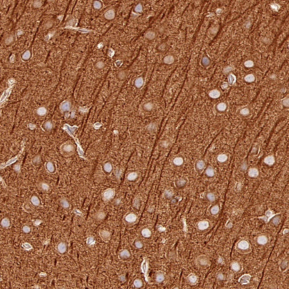 α-tubulin Mouse mAb (S-364-23)