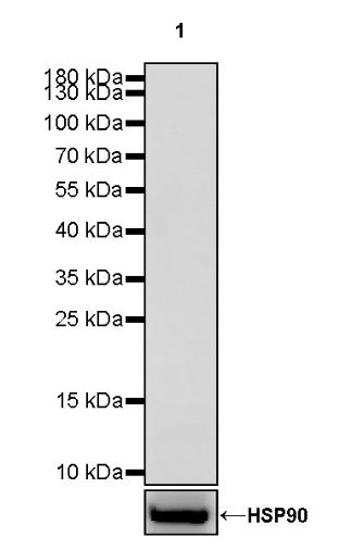 Invivo mouse IgG1 isotype control (D265A)