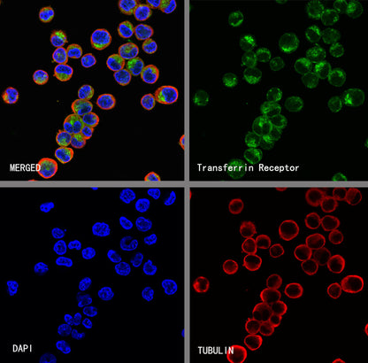 Transferrin Receptor Recombinant Rabbit mAb (S-4791)
