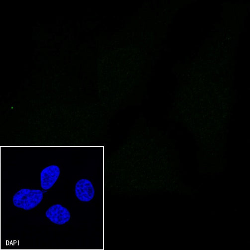 CD31 Mouse mAb (S-934-6)