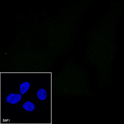 CD31 Mouse mAb (S-934-6)