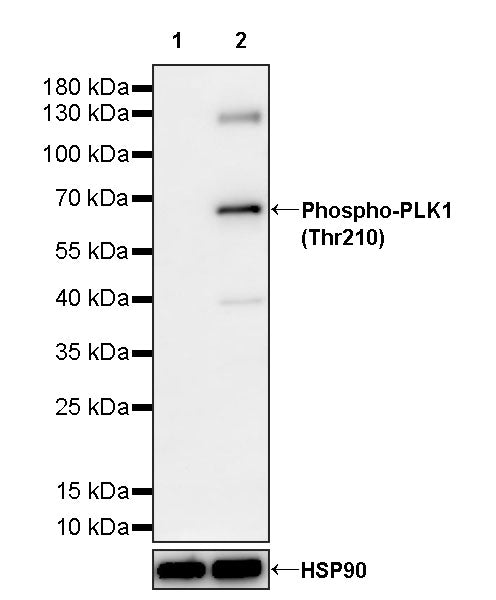 Phospho-PLK1 (Thr210) Recombinant Rabbit mAb (S-4984)