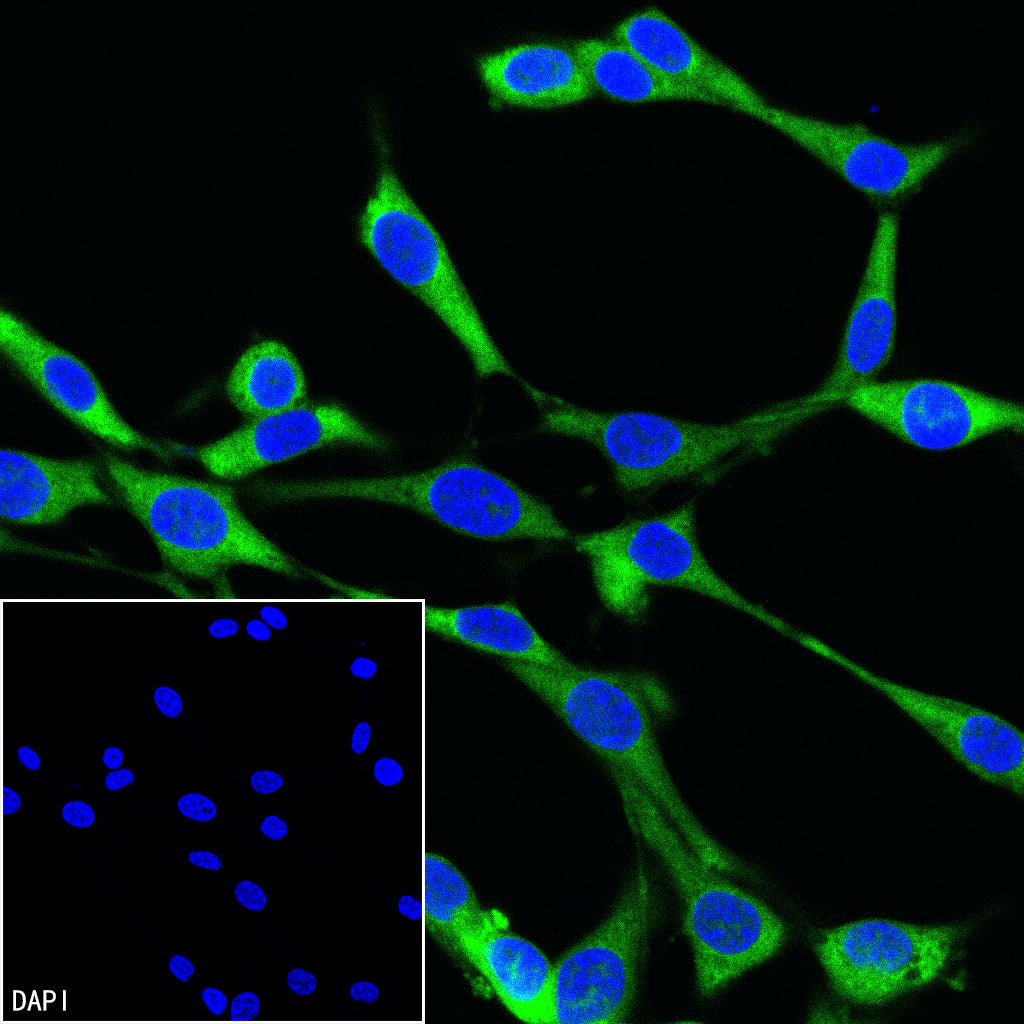 GAPDH Recombinant Rabbit mAb (FITC Conjugate) (S-240-147)