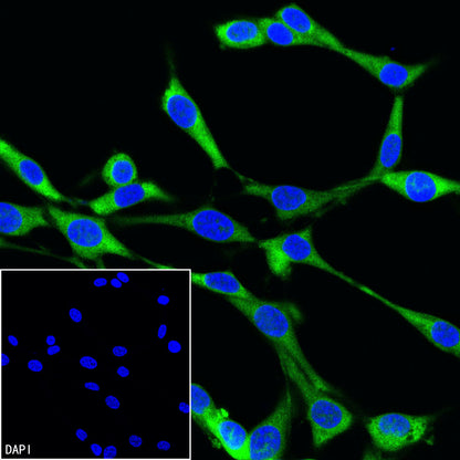 GAPDH Recombinant Rabbit mAb (FITC Conjugate) (S-240-147)