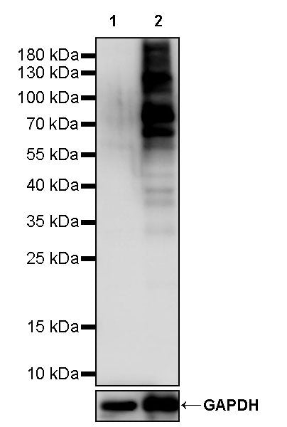 Phospho-PKA Substrate (RRXS*/T*) Recombinant Rabbit mAb (S-2623-148)