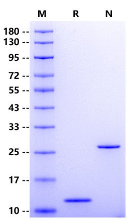 IL-5 Protein, Rat