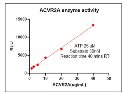 ACTRIIA His Tag Protein, Human
