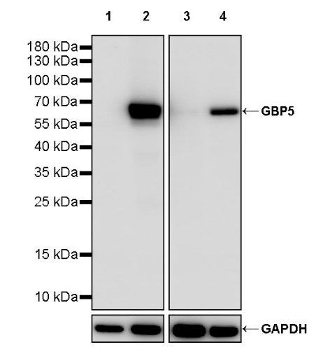 GBP5 Rabbit Polyclonal Antibody