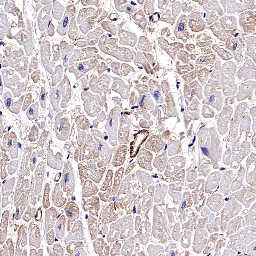 β-actin Recombinant Rabbit mAb (SDT-R156)