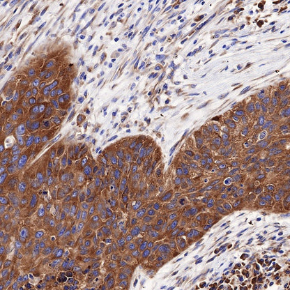 RPL26L1 Recombinant Rabbit mAb (S-R317)
