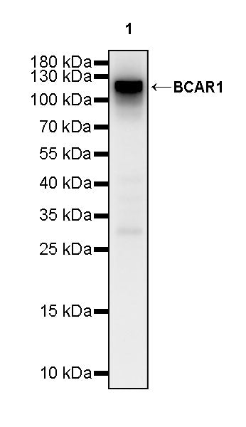 BCAR1 Recombinant Rabbit mAb (S-3542-49)