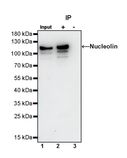 Nucleolin Rabbit Polyclonal Antibody