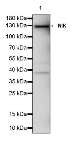 NIK Recombinant Rabbit mAb (S-1135-264)