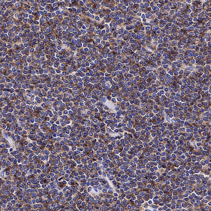 CD19 Recombinant Rabbit mAb (SDT-164-41)