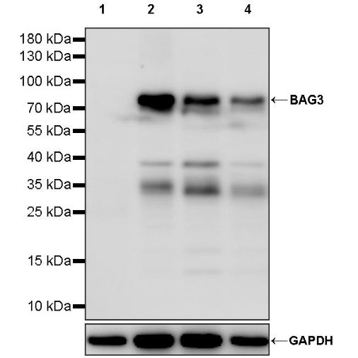 BAG3 Recombinant Rabbit mAb (S-1837-22)