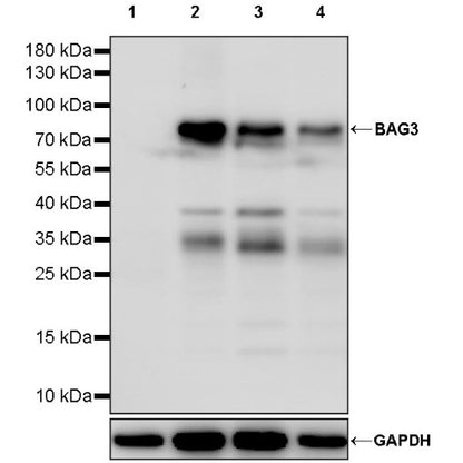 BAG3 Recombinant Rabbit mAb (S-1837-22)