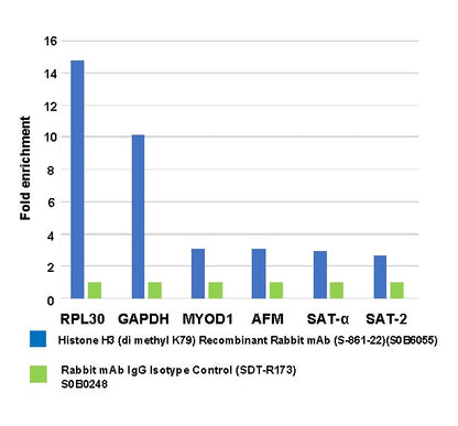 Histone H3 (di methyl K79) Recombinant Rabbit mAb (S-861-22)