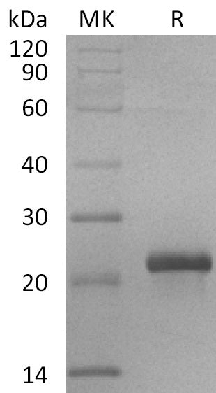 RSPO2 C-Flag Protein,Human