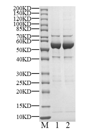 CDK3 Protein